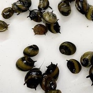 【嘉嘉寵物】🐝蜜蜂角螺、蜜蜂螺 🐌 觀賞魚蝦  （飼料餌料）