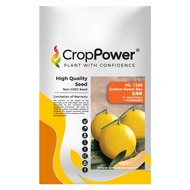 (500 Biji) Benih Golden Melon Golden Sweet Sea ML1388 CROP POWER F1 HYBRID Melon Seed