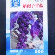 Purple Spore Kale Seed Purple Hug Kale Seed Red Hug Kale Vegetable Seed Green Kale Seed