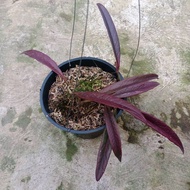 Sindo - Hoya Sulawesiana Red Live Plant TA6JN1TJV9