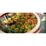 10 branches of aquatic Red Arhat seaweed