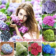Ready Stock 50pcs/pack Hydrangea Flower Seeds for Planting Home Gardening Decoration Fast Germination Easy To Grow In SG