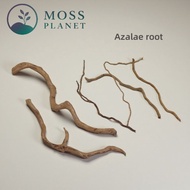 Azalea root 杜鹃根 Aquarium, Terrarium, Paludarium, Aquascape, Root, Plant, Gardening, Deco root, akar 