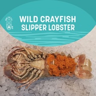 Wild Crayfish/ Slipper Lobster