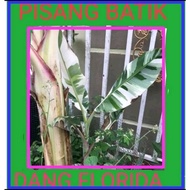 VARIEGATED BANANA | PISANG BATIK | DANG FLORIDA | MUSA AEAE