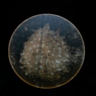 UltreyaDrums 原始巨型 鹿皮框鼓 bendir Frame Drum 匠人手制