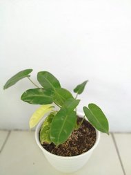 Tanaman Hias Indoor Philodendron Burle Marx Variegata