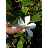Kamuning Flowering Scented (Live Plants)(Rooted Plants)