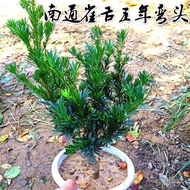 【室内植物】【盆栽】【Indoor plants】【Potted plants】罗汉松树苗 南通雀舌罗汉松小苗 四季常青小米叶黑珍珠办公室盆景