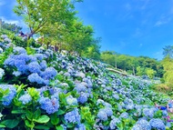基隆旅遊｜旅展優惠｜萬里高家繡球花田.虎仔山基隆地標.淡蘭古道.群策翡翠灣溫泉飯店二日｜中部出發