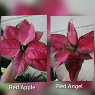 Aglaonema Red Angel and Red Apple live plants for indoor outdoor