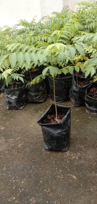 ต้น curry leaves / curry leaf plant  ต้นหอมแขก หรือ ต้นกะหรี่ สูง 20 cm