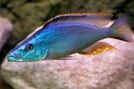 jendral cichlid