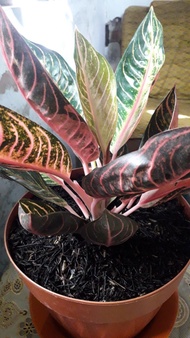 Aglaonema Red Sumatra