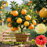 (Fresh 25pcs Seeds) Bonsai Pomelo Seeds for Planting Sweet Pomelo Fruits Plant Seeds Fresh Pomelo Tr