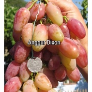 PACKAGE 2 KERATAN (CUTTING) ANGGUR DIXON
