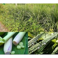 ❃ ◿ ❏ lemon grass plant seeds