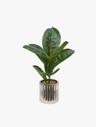 ATMSPHRA FICUS SKY CRMIC POT SILVER 54CM
