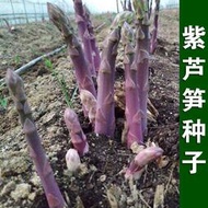 ⑧比蘆筍種子 種籽種籽苗帶土根盆栽紫色四季種植蔬菜種苗子高產根苗多年生tqxy