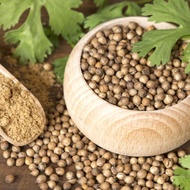 Seed Center Various Coriander Seeds