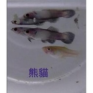 【彩蝦屋】熊貓孔雀魚 觀賞魚 品系孔雀 買5對送1對 