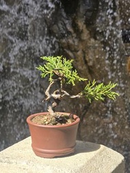 系魚川真柏盆栽