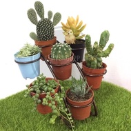 MINI POT CACTUS 🌵 ( 7POT )