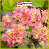 ﹍ ∭ ─ Bougainvillea Flower Seedling