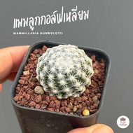 แมมลูกกอล์ฟเหลี่ยม Mammillaria Humboldtii แคคตัส กระบองเพชร cactus&amp;succulent