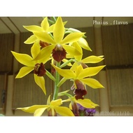 địa lan hạc đỉnh củ đẹp  cây đẹp giá hợp lý nhắn tin để shop tư vấn chi tiết