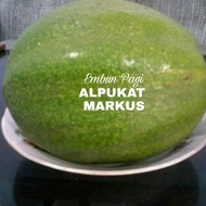 Bibit Pohon Buah Alpukat Markus Jumbo Original