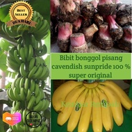 Bibit bonggol pisang cavendish sunpride