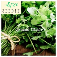 Coriander Cilantro Seeds | Biji Benih Ketumbar
