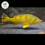 Pbass Kelberi Bahia Pure Size 9-10cm / Peacock Bass Kelberi Bahia Gold - Kelbery Kelberi