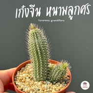 เก๋งจีน หนามลูกศร Tavaresia grandiflora แคคตัส กระบองเพชร cactus&succulent