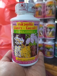 Baja orkid Thailand siam alpha  bunga (flowering) (250ml)