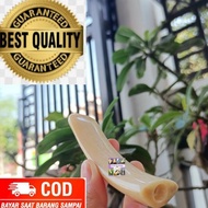 Ready || Pipa Once Model Taring Iga Duyung Asli