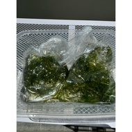 Egeria Densa (Hydrilla) 蜈蚣草 - aquarium aqua plant HYDRILLA RUMPAI AIR untuk biak Ikan Laga, Guppy, L