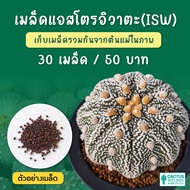 เมล็ดแอสโตรไฟตัม อิวาตะ ISW ชุดล่ะ 30 เมล็ด (Astrophytum iwata snow white)