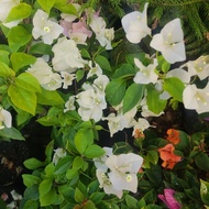 bougainvillea white flower
