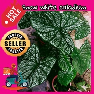 anak pokok keladi kampung/white crismas caladium/snow white caladium