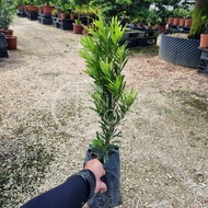 TKL - Outdoor Podocarpus Diamond/Costalis/Twister/Japan/Red Bud FengShui Plant 金钻/旋叶罗汉松/转运罗汉松/日本/红芽/