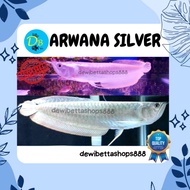 Arwana Silver Red Brazil / Arwana Silver / Ikan Arwana