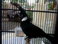 Burung Cililin Hitam Jantan Voer total