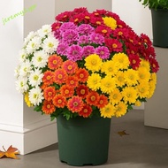 JEREMY 5  Artificial Chrysanthemums, High Fidelity Gradient Bendable Stems Artificial Daisy Bouquet,