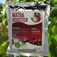 Pupuk Booster Matoa Cepat Berbuah Lebat Pupuk Tanaman Matoa Ampuh Pupuk Pelebat Buah Matoa Pupuk Perangsang Buah Matoa Pupuk Matoa Pupuk Pohon Matoa Cepat Besar