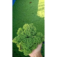 SUPER AZOLLA BROTHER