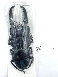 Dorcus titanus palawanicus.巴拉望巨扁鍬形蟲86mm