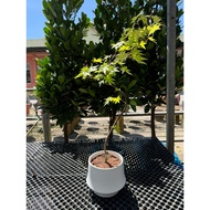 Elegant Maple Bonsai ‘with Naturally Curved Trunk’ in Minimalist White Ceramic Pot