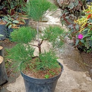 Bibit Bonsai Cemara Udang